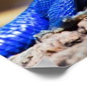 De Mwanza vlakte Agama op rots Poster (Hoek)