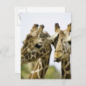 De naam giraffe is afgeleid van het Arabische woor Briefkaart (Voorkant / Achterkant)