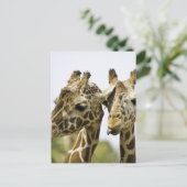 De naam giraffe is afgeleid van het Arabische woor Briefkaart (Staand voorkant)