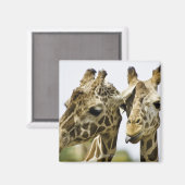 De naam giraffe is afgeleid van het Arabische woor Magneet (Voorkant / Achterkant)