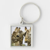 De naam giraffe is afgeleid van het Arabische woor Sleutelhanger (Voorkant)