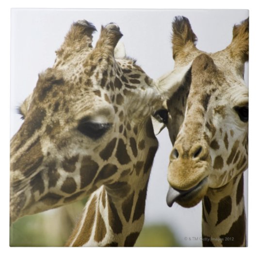 De naam giraffe is afgeleid van het Arabische woor Tegeltje (Voorkant)