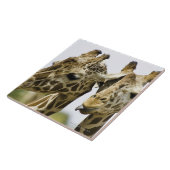 De naam giraffe is afgeleid van het Arabische woor Tegeltje (Zijkant)