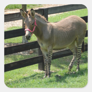 De naam van Zonkey voor deelezel en zebra Vierkante Sticker