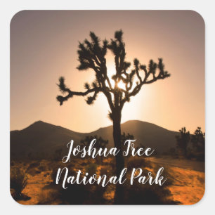 De nacht begint bij Joshua Tree Vierkante Sticker