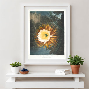 De Nachtbloeiende Cereus (1799–1807) Poster