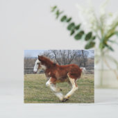 De nagelveulen van Clydesdale het lopen Briefkaart (Staand voorkant)