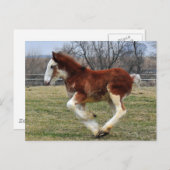 De nagelveulen van Clydesdale het lopen Briefkaart (Voorkant / Achterkant)
