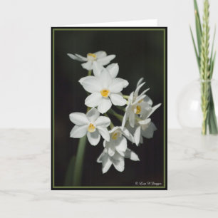 De Narcissen van Paperwhite Kaart