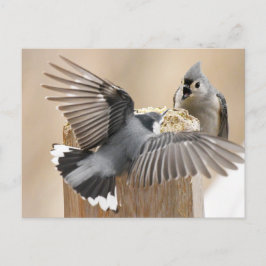 De Natuurlijke Ballet: Een Dans van Veren Briefkaart