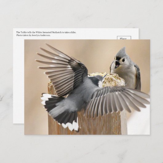 De Natuurlijke Ballet: Een Dans van Veren Briefkaart (Voorkant / Achterkant)