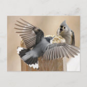 De Natuurlijke Ballet: Een Dans van Veren Briefkaart (Voorkant)