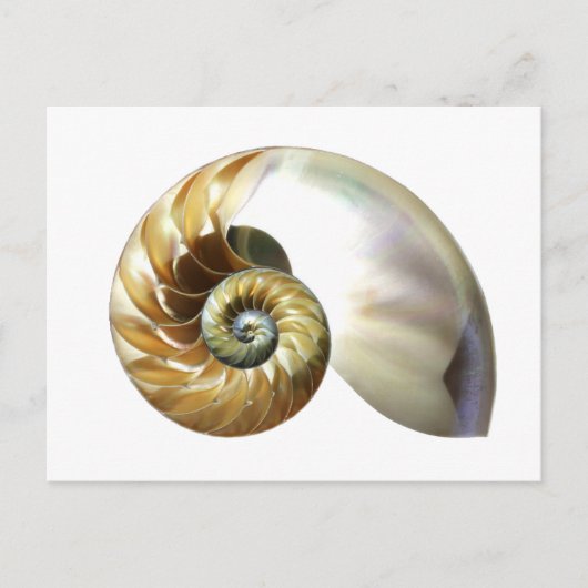 De Nautilus Shell Briefkaart (Voorkant)