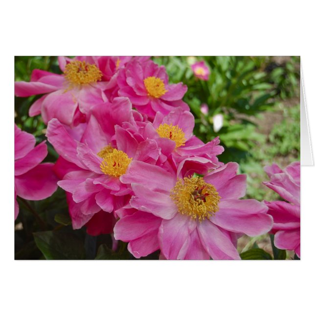 De Nereids (Voorkant Horizontaal)