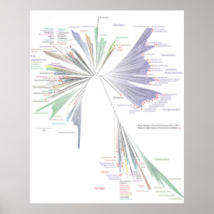 De nieuwe boom van het Poster van het Leven (GROTE