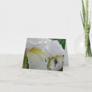 De nieuwe Iris 'Florintina van Notecard- van de Kaart