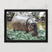 De nijlpaard & vogel briefkaart (Voorkant)