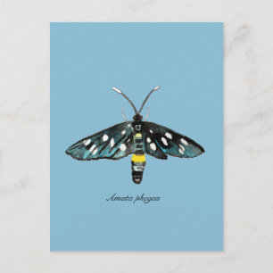 De Nine-Spotted Moth Amata phegea illustratie Briefkaart