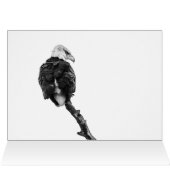 De Noble Bald Eagle (Binnen Horizontaal (Boven))