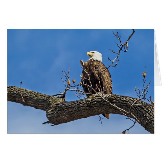 De Noble Bald Eagle (Voorkant Horizontaal)