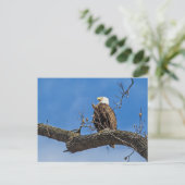 De Noble Bald Eagle Briefkaart (Staand voorkant)