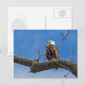 De Noble Bald Eagle Briefkaart (Voorkant / Achterkant)