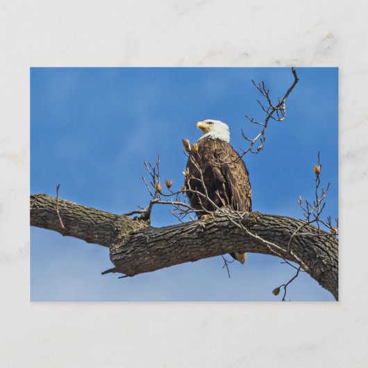 De Noble Bald Eagle Briefkaart (Voorkant)