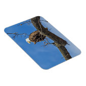 De Noble Bald Eagle Magneet (Rechterzijde)