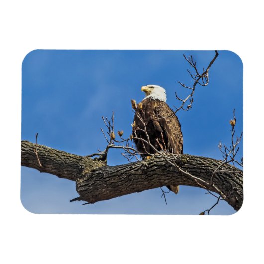 De Noble Bald Eagle Magneet (Horizontaal)