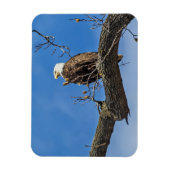 De Noble Bald Eagle Magneet (Verticaal)
