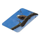 De Noble Bald Eagle Magneet (Linkerzijde)