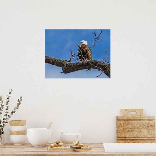 De Noble Bald Eagle Poster (Keuken)