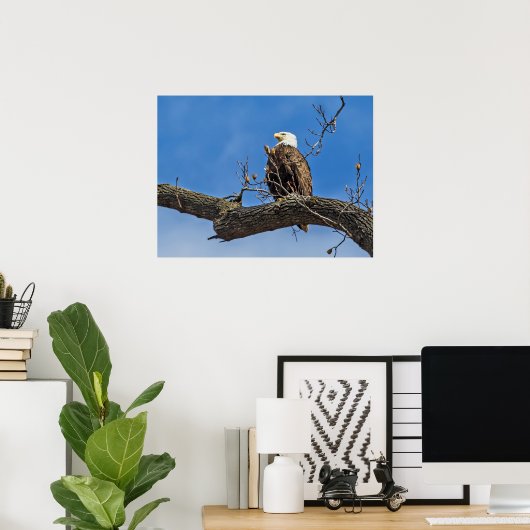 De Noble Bald Eagle Poster (Thuiskantoor)