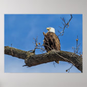 De Noble Bald Eagle Poster (Voorkant)