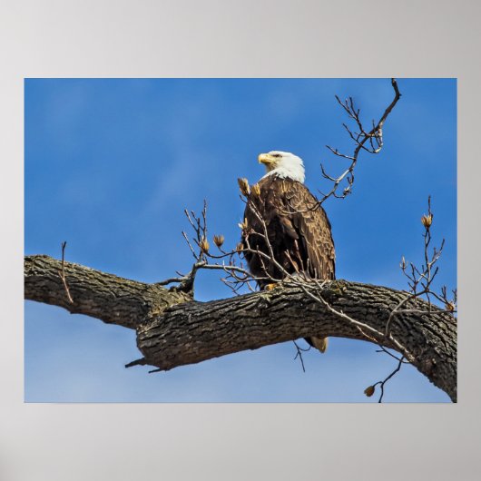 De Noble Bald Eagle Poster (Voorkant)