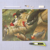 De Noord-Amerikaanse Vogelwereld 1891 illustratie Tissuepapier (Craft)