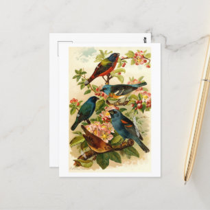 De Noord-Amerikaanse vogelwereld, Gustav ü tzel Briefkaart