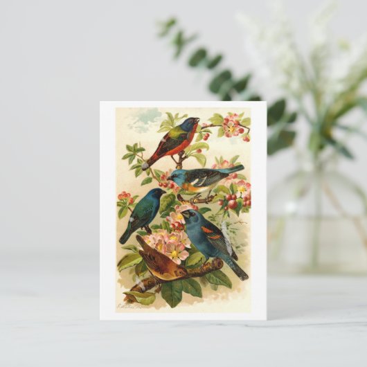 De Noord-Amerikaanse vogelwereld, Gustav ü tzel Briefkaart (Staand voorkant)