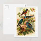 De Noord-Amerikaanse vogelwereld, Gustav ü tzel Briefkaart (Voorkant / Achterkant)