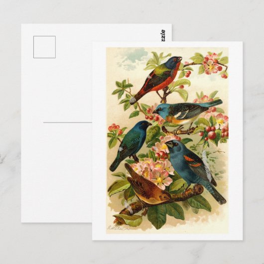 De Noord-Amerikaanse vogelwereld, Gustav ü tzel Briefkaart (Voorkant / Achterkant)