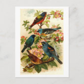 De Noord-Amerikaanse vogelwereld, Gustav ü tzel Briefkaart (Voorkant)