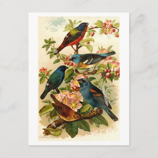 De Noord-Amerikaanse vogelwereld, Gustav ü tzel Briefkaart (Voorkant)