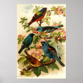 De Noord-Amerikaanse vogelwereld, Gustav ü tzel Poster (Voorkant)