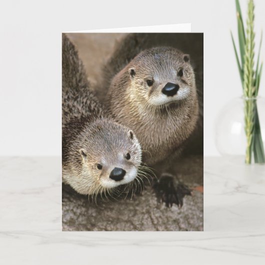 De Noordamerikaanse Otters van de Rivier Kaart (Voorkant)