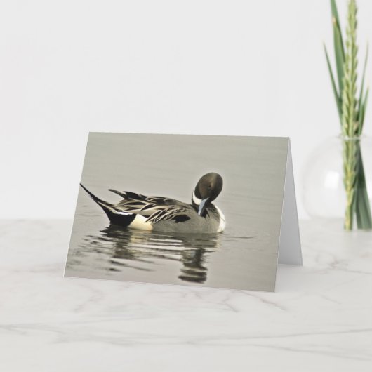 De noordelijke Eend van de Pijlstaart Kaart (Voorkant)