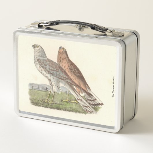 De Noordelijke Harrier (ringstaarthaai) NY Bird (Achterkant)