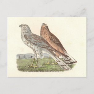 De Noordelijke Harrier (ringstaarthaai) NY Bird Briefkaart