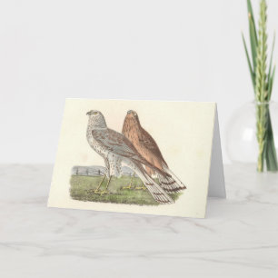 De Noordelijke Harrier (ringstaarthaai) NY Bird Kaart