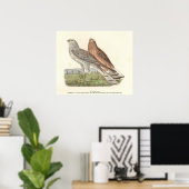 De Noordelijke Harrier (ringstaarthaai) NY Bird Poster (Thuiskantoor)