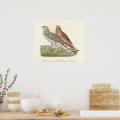 De Noordelijke Harrier (ringstaarthaai) NY Bird Poster (Keuken)
